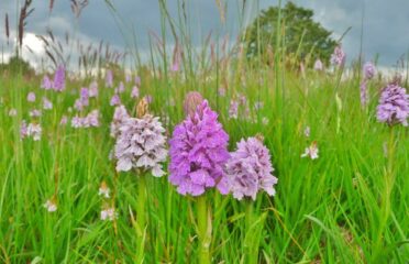 Orchid Meadows